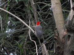 Melanerpes aurifrons