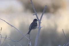Passer domesticus