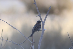 Passer domesticus