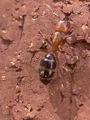 Camponotus decipiens