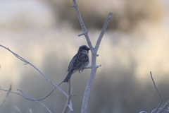 Passer domesticus