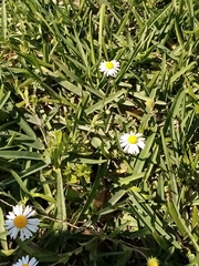 Dichaetophora campestris