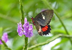 Parides iphidamas
