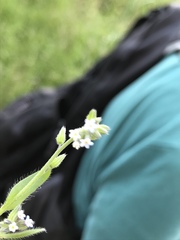 Myosotis discolor
