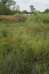 Typha latifolia