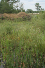 Typha latifolia