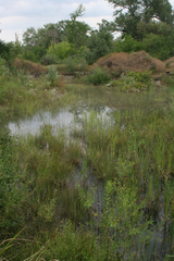 Typha latifolia