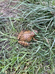 Rana temporaria