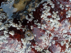 Chthamalus hedgecocki