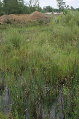 Typha latifolia