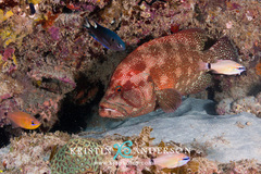 Cephalopholis sonnerati