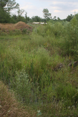 Typha latifolia