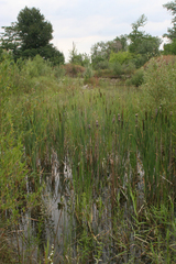 Typha latifolia