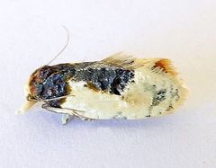 Henricus edwardsiana