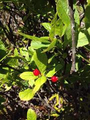 Vaccinium calycinum