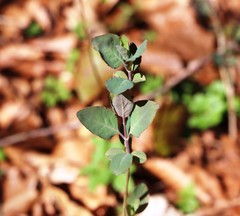 Lonicera caprifolium