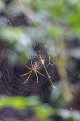Trichonephila clavipes