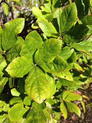 Vaccinium calycinum