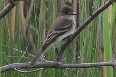 Empidonax traillii traillii
