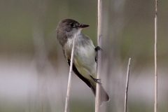 Empidonax traillii traillii