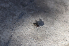Musca domestica