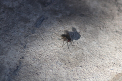 Musca domestica