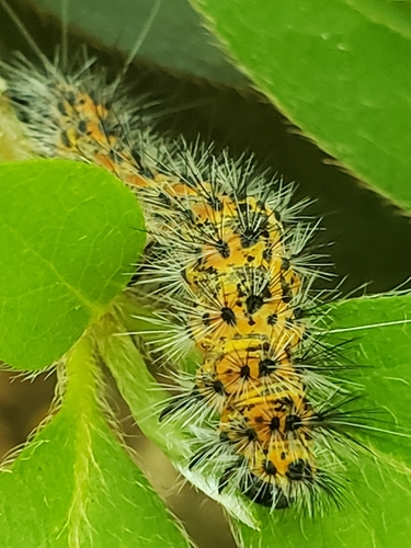 Dubious Tiger Moth