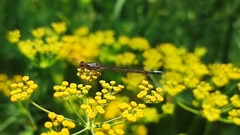 Ischnura denticollis