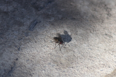 Musca domestica