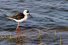 Himantopus himantopus