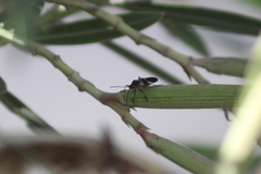 Oncopeltus fasciatus