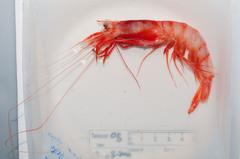 Aristaeopsis edwardsiana