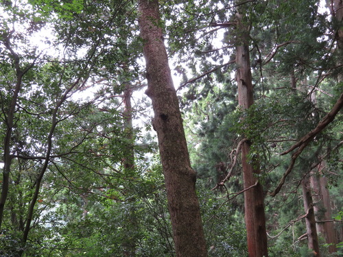 Momi fir (Abies firma)