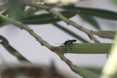 Oncopeltus fasciatus