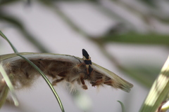 Oncopeltus fasciatus