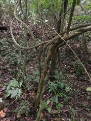 Aristolochia chiapensis