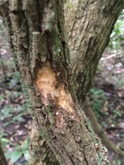 Aristolochia chiapensis