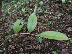Aristolochia chiapensis