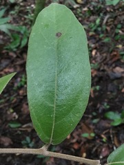 Aristolochia chiapensis