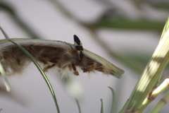 Oncopeltus fasciatus
