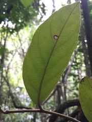 Aristolochia chiapensis