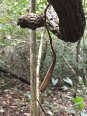 Aristolochia chiapensis