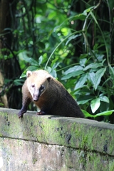 Nasua nasua