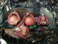 Aristolochia chiapensis