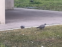 Columba palumbus