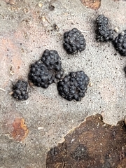 Annulohypoxylon truncatum