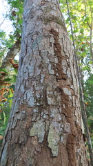 Paramachaerium gruberi