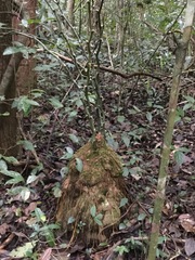 Dioscorea bartlettii