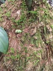Dioscorea bartlettii
