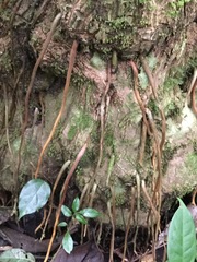 Dioscorea bartlettii